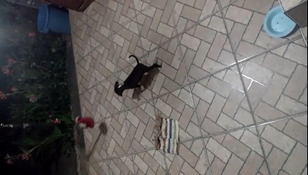 Meu cachorro Lula