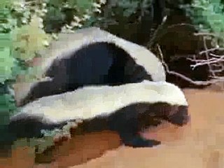 Snake Killers: Honey Badgers Of The Kalahari (Nature Documentary)