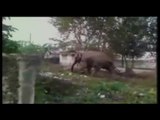 Elephant goes wild in Siliguri, damages at least 100 houses, Watch Video