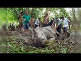 Rhino killed by poachers in Kaziranga National Park