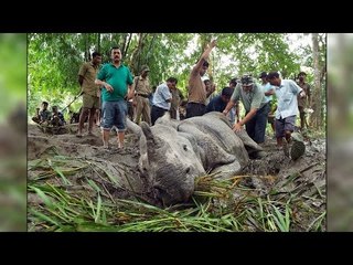 Rhino killed by poachers in Kaziranga National Park