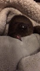 Memphis Zoo Introduces Lua, A Newborn Linné’s Two-Toed Sloth