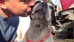 Stray Dog Befriends Gentle Rescuer