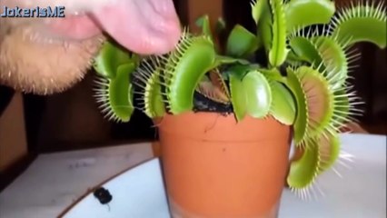 Funny videos 2016 : Stupid people doing stupid things