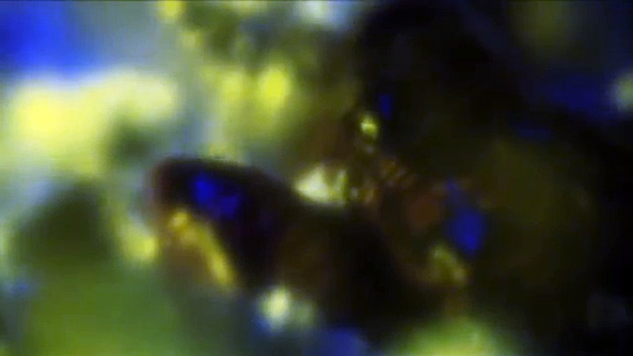 Secrets of a Soul [Trailer] starring Margarethe von Stern ° a movie by Carsten Frank