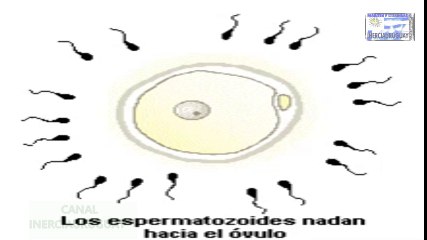 FECUNDACION HUMANA FUSION CIGOTO REPRESENTACION ANIMADA BIEN EXPLICADA