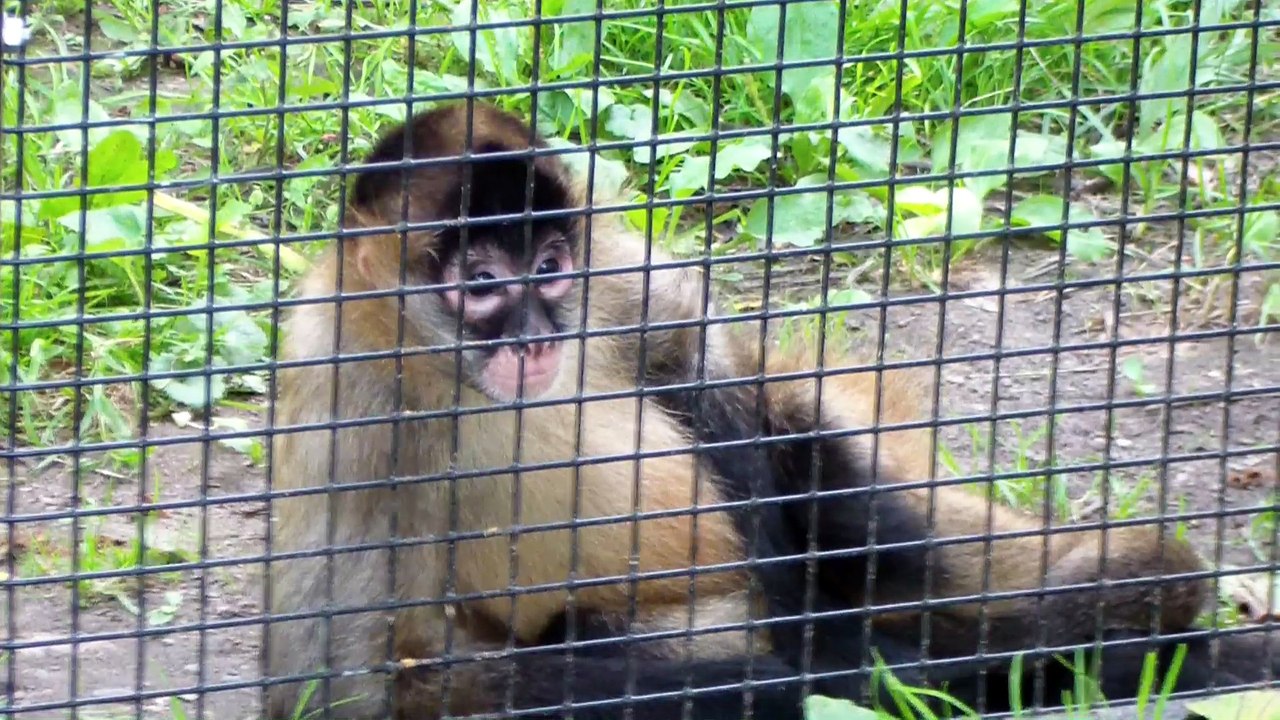 Monkeys are cute, this one poses for the camera.