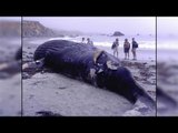 Whale's body washed ashore at Ganjam coast in Odisha