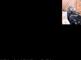 国内最高齢のイヌワシ「鳥海」死ぬ…推定４７歳（2017年04月26日 07時29分）