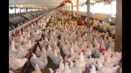 Chicken Litter Management Creek View Manufacturing | Lancaster PA