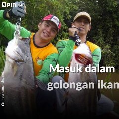 Ikan 'Monster' Asli Indonesia