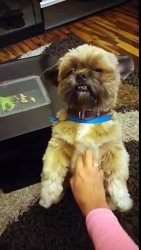 Qu'il est mignon ce chien, regardez comment il réclame des caresses