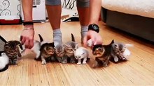 Cette youtubeuse veut photographier ses 10 chatons. Mais c’est loin d’être facile !