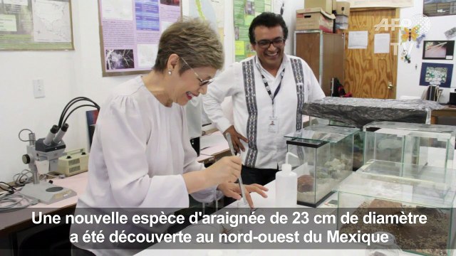 Mexique: une nouvelle espèce d'araignée surprend les experts
