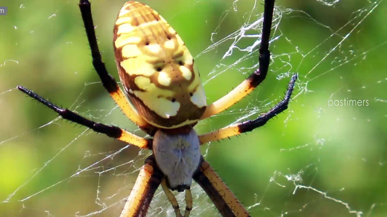 Top 10 Most Beautiful Absorbing Pets