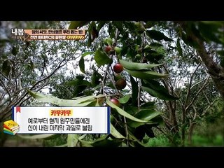 천연 비타민C의 끝판왕은? [내 몸 사용설명서] 127회 20161104