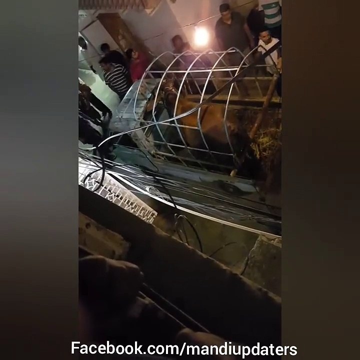 Noises makes the cow crazy while unloading
