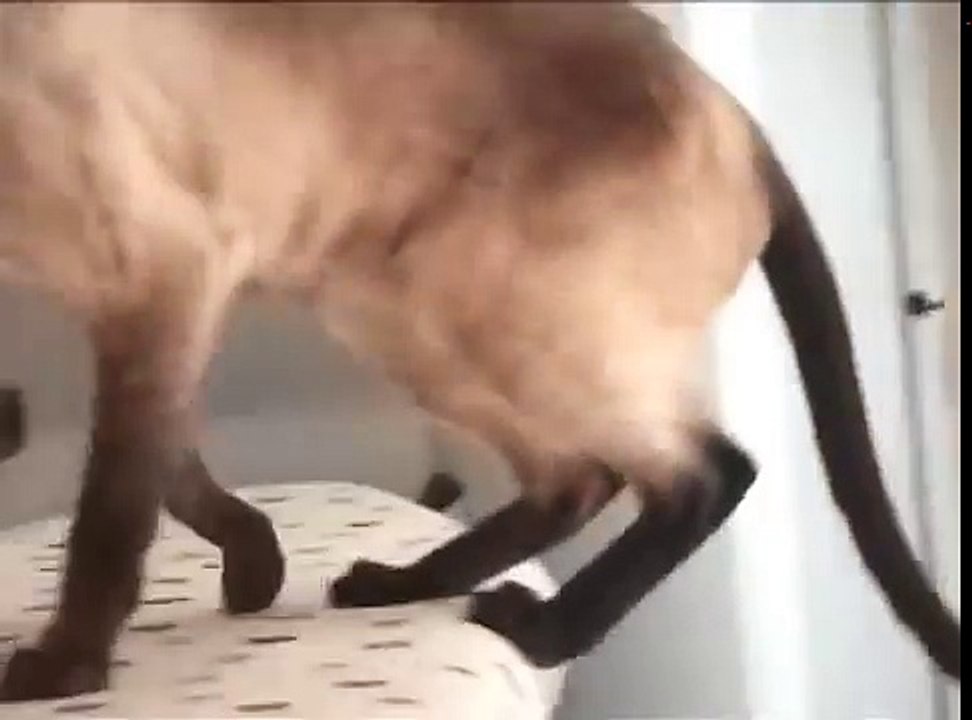 Il filme son chat, mais lorsque vous entendrez ce dernier "rire"... c'est vraiment quelque chose d'INSENSÉ !