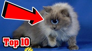 Top 10 Unusual Cat Breeds