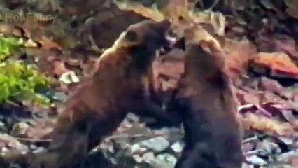 Tige Vs Lion Fights ,real fight of lion and tiger, lion vs tiger, tiger tryto escape