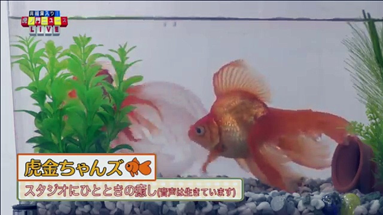 【DHC】4/26(水) 井上和彦・石平・居島一平【虎ノ門ニュース】2