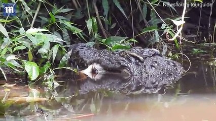 Crocodile brutally kills helpless deer in Thialand