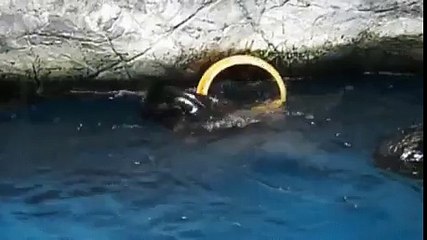 사설놀이터추천〃〃SCB 33。ＣOM【코드: 0004】〃〃축구분석사이트