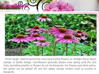 Caroline Plouff - Pruning and Trimming of Beautiful Flowers in Orchid