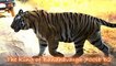 Tiger Vs Lion Best animals fights with wild 2016 animals lion tiger bear attack fight