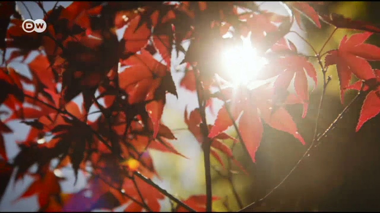 Ana Roš - Die beste Köchin der Welt | DW Deutsch