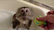 Monkey Enjoys Bubble Bath