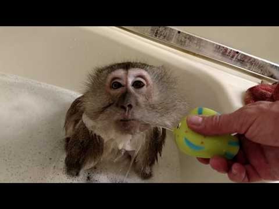 Monkey Enjoys Bubble Bath