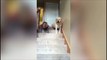 Cette fillette et son chien ont une drole de façon de descendre les escaliers ahaha