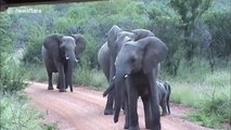 This might be the cutest elephant attack ever