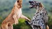 مقاطع مرعبة لقتال وافتراس الاسود لبعضها البعض - ,افتراس= اسود-ضباع -نمور - Lions Vs Hyenas Dangerous Battle - Hyenas vs Lions Eternal Enemies ...