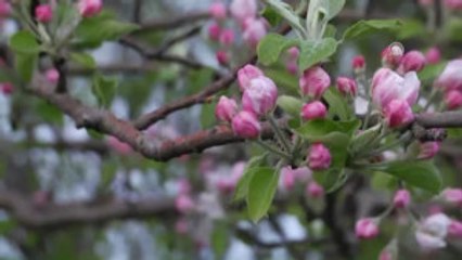 Elma Bahçesinde "Dumanlı" Gece Nöbeti
