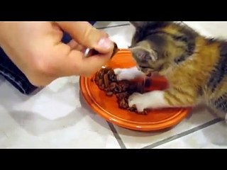 Un gatito recibe su comida, pero cuando empieza a comer... Mira su reacción. Jamás me hubiese esperado ESTO.
