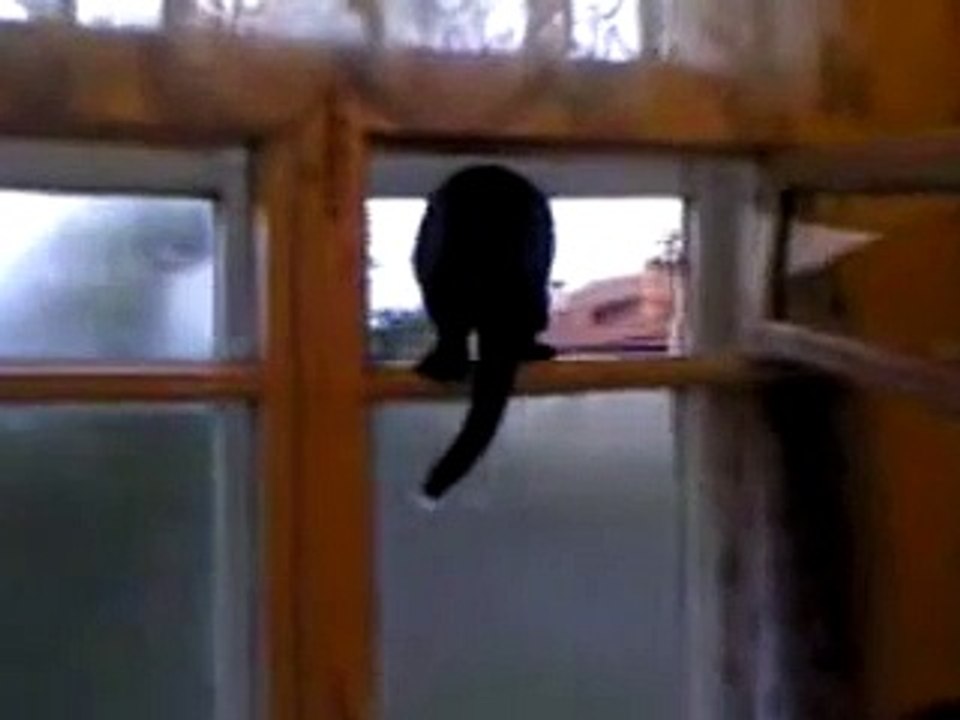 Este gato ladra como un perro, y las cosas se ponen aún más extrañas cuando descubre que está frente a una cámara.