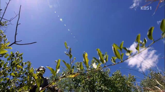 동물의 세계 20170426