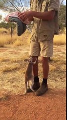 un bébé kangourou saute dans un sac