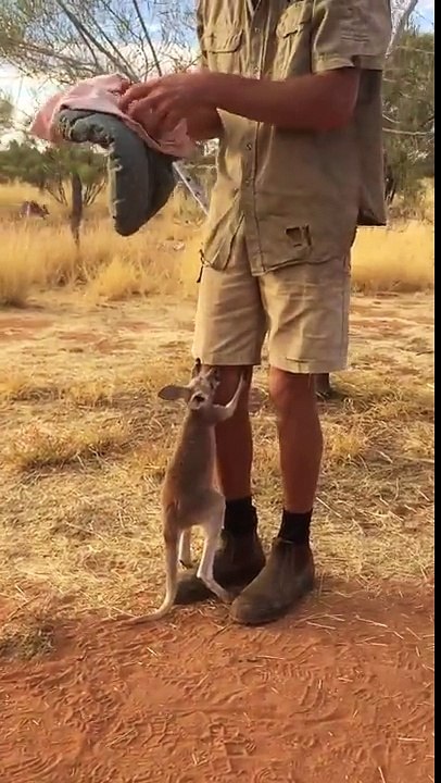 un bébé kangourou saute dans un sac