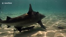 Swimmer surrounded by intimidating bull sharks in shallow water