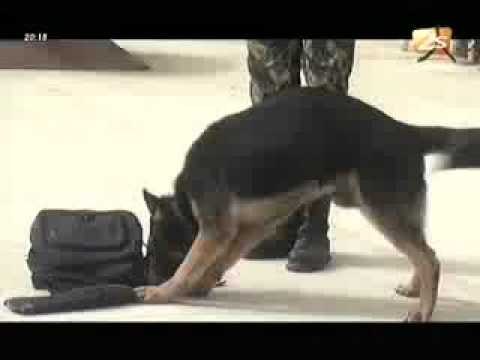 25 ème semaine de lutte contre la droque - Jt Français - 20 Juin 2012