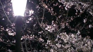 ゆめみ動画#64 夜桜 大阪市 靭公園