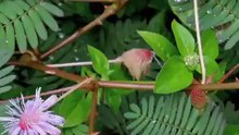 10 Amazing Plants