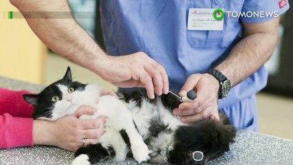 Um gato de rua amputado foi equipado com patas protéticas