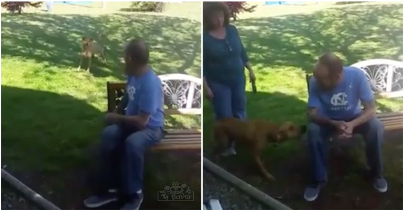 Cão não reconhece dono após este perder 23kg no hospital... até que sente o seu cheiro!