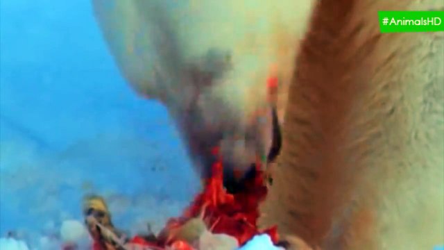Polar Bear Vs Walrus, Seal - Wild Animal Attacks Wild animals fight to death