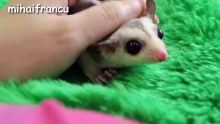 Baby Animals - A Cute Animal Videos Compilation 2017