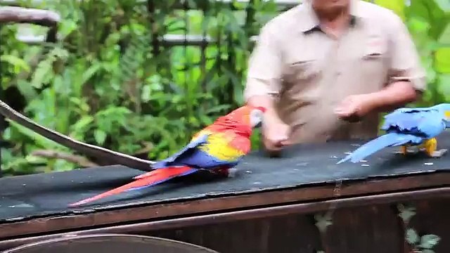 Kids and wild animals At The Zoo_ types of animals Compilation